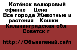 Котёнок велюровый сфинкс. › Цена ­ 15 000 - Все города Животные и растения » Кошки   . Калининградская обл.,Советск г.